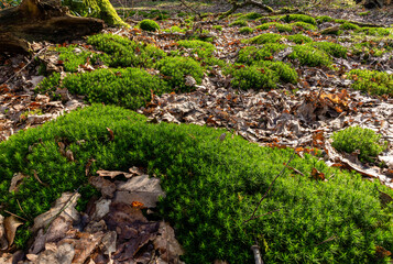 Fresh moss at the forest ground between dead leaves at early spring. Beautiful moss plants lit by a winter sun.