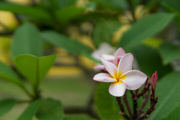 Fototapeta premium Frangipani or Plumeria flowers blooming in the garden