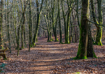 footpath in the forest, Beautiful Beech tree forest during winter, autumn, lit by the sun.