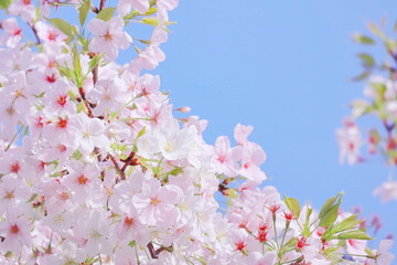 ピンク色の桜の花と青空