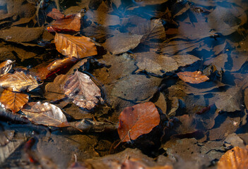 Autumnal leaves in a puddle in the forest starting to decay. Blue sky is reflecting in the water.