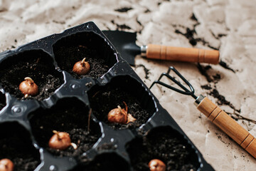 on crumpled paper covered with soil there is a tray for seedlings with crocus bulbs, next to them...