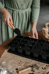 female hands plant crocus bulbs in a tray for seedlings, next to it on a table covered with paper...