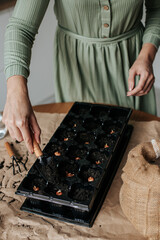 female hands plant crocus bulbs in a tray for seedlings, next to it on a table covered with paper...