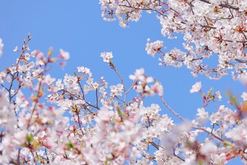 ピンクの桜の花と空
