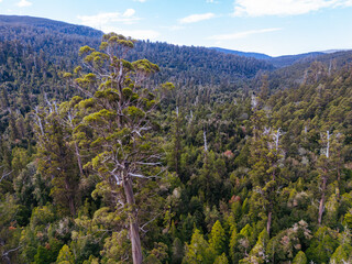 Old Growth Forest Logging in Styx Valley Tasmania Australia