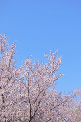 春の桜の花と青空 縦