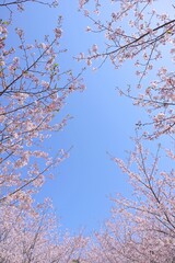 春の桜の花と青空のフレーム 縦