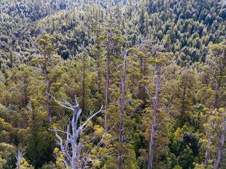 Old Growth Forest Logging in Styx Valley Tasmania Australia