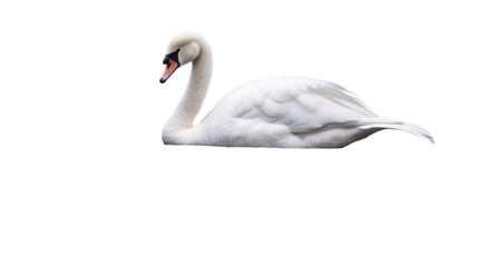 Graceful Swan Drifting on Tranquil Waters on white background