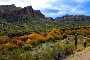 Salt River Recreation Area Arizona