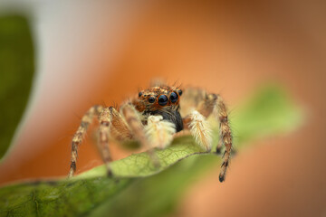 Jumping spidermacro closeup shot  on a green leaf - 748733158