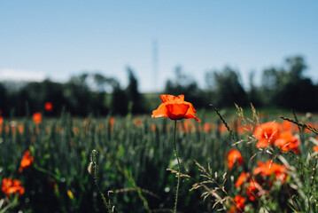 Poppy flowers field in summertime 