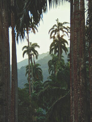 Fototapeta premium Palm Trees 