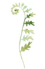 Watercolor fern twigs with green leaves isolated illustration, botanical wedding element