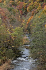 橋の上から見下ろす彩り豊かな川沿いの紅葉