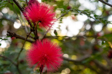 Fluffy red flowers of red powder puff. Green leaves background
