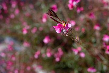 A bee pollinating tender pink flowers of Lindheimers beeblossom Butterfly Gaura - 748738925