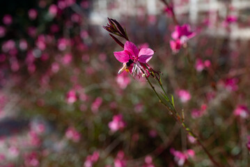 A bee pollinating tender pink flowers of Lindheimers beeblossom Butterfly Gaura - 748739101