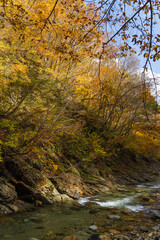 日本　青森県中津軽郡にある世界遺産、白神山地の暗門渓谷ルート沿いの暗門川と紅葉