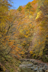 Fototapeta premium 日本 青森県中津軽郡にある世界遺産、白神山地の暗門渓谷ルート沿いの暗門川と紅葉