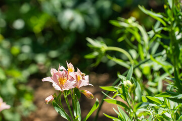 夏の公園の緑の中で見つけたアルストロメリアの花