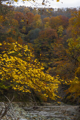 Fototapeta premium 日本 青森県中津軽郡にある世界遺産、白神山地の暗門渓谷ルート沿いの暗門川と紅葉
