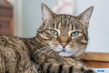 Kater schaut auf die Kamera