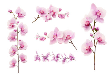 Vibrant Orchid Blooms on Branches on transparent background