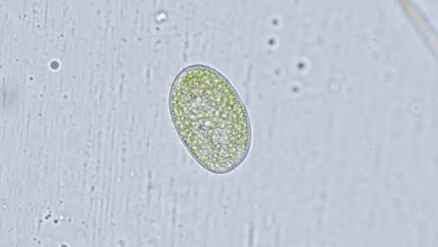 paramecium bursaria showing spherical algae of the genus Chlorella in its interior - optical microscope x400 magnification