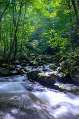 初夏の渓流