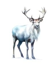 Watercolor illustration of a white reindeer isolated on white background.
