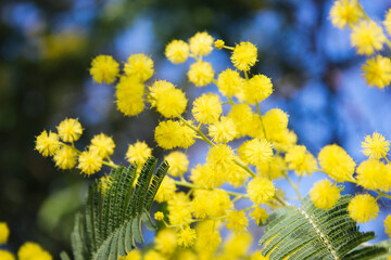 mimosa flowers