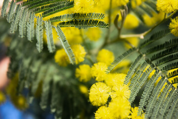 mimosa flowers