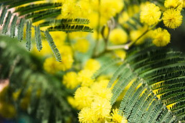 mimosa flowers