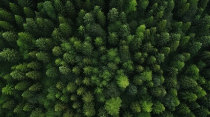 Fototapeta premium Green Forest drone view. The beauty of wild nature.