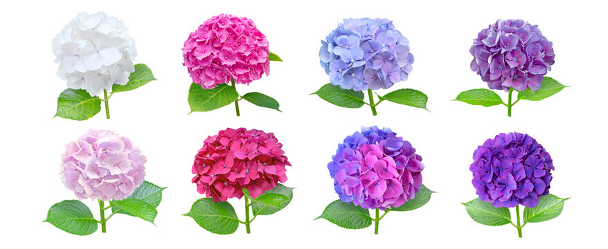 Hydrangea or hortensia eight flowers set isolated transparent png. White, blue, pink, purple and bicolor hortensia flowering plants.
Different colors inflorescences collection.