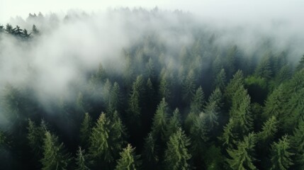 Green Forest in fog drone view. The beauty of wild nature.