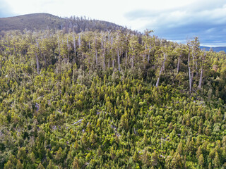 Old Growth Logging in Southwest National Park Tasmania Australia