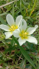 photo of blooming flowers in the garden for the background