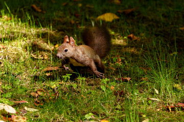 秋のエゾリス　北海道の可愛い野生動物