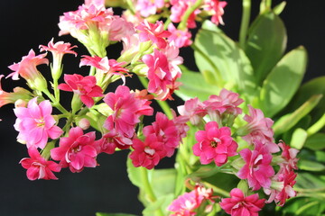 pink and white flowers