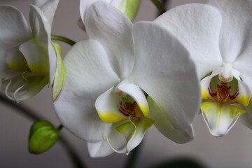 Phalaenopsis aphrodite is a species of orchid found from southeastern Taiwan to the Philippines. White orchid grown in pots. macro shooting.