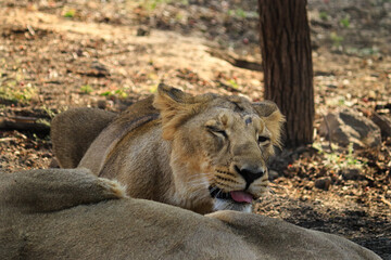 Asiatic Lioness image was taken in gujarat sasan gir forest place in the world to capture Asiatic lion. Queen of forest Lioness Asiatic lion (Panthera leo) in Gir Forest National Park, Gujarat India.