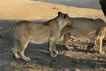 Asiatic Lion family, lion (Panthera leo persica) Asiatic lion is a Panthera leo. Its range is restricted to the Gir National Park and environs in India's Gujarat state.lion resting in wildlife