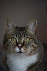 Obraz premium Mila Cat