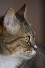 Fototapeta premium Mila Cat