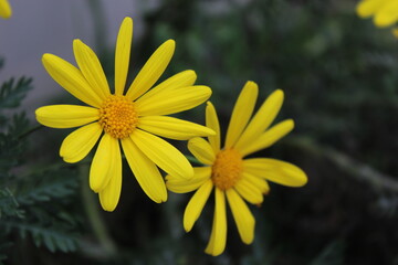 Euryops pectinatus, the grey-leaved euryops, is a species of flowering plant in the family Asteraceae, endemic to rocky, sandstone slopes in the Western Cape of South Africa