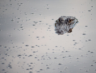 Alligator In Swampy Water With Bubbles