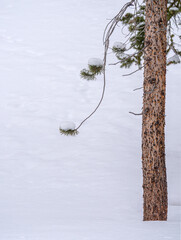 Fresh Snow On Evergreen Pine Tree Branches